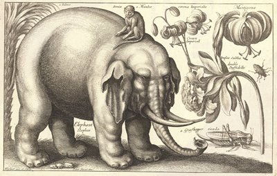 Elefant og blomster. Stat 2 af Wenceslaus Hollar